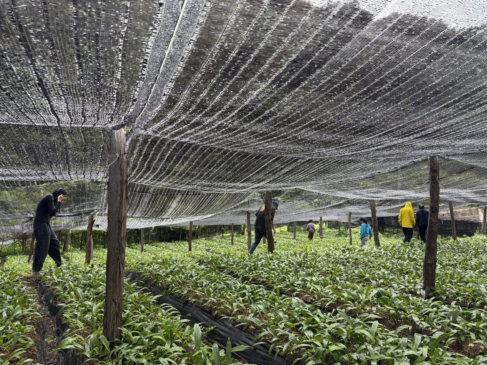 Medicinal-herb fields under shade netting above Liju