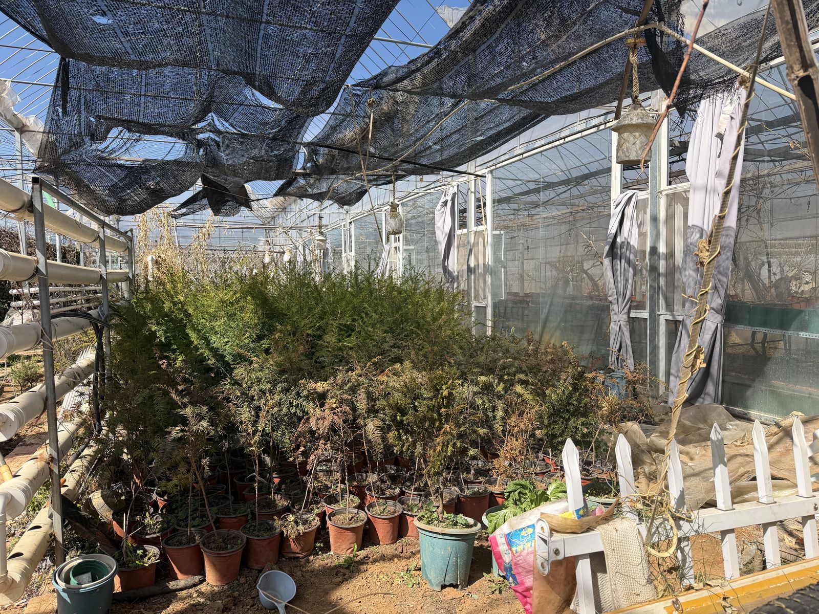 Greenhouse nursery near Lijiang