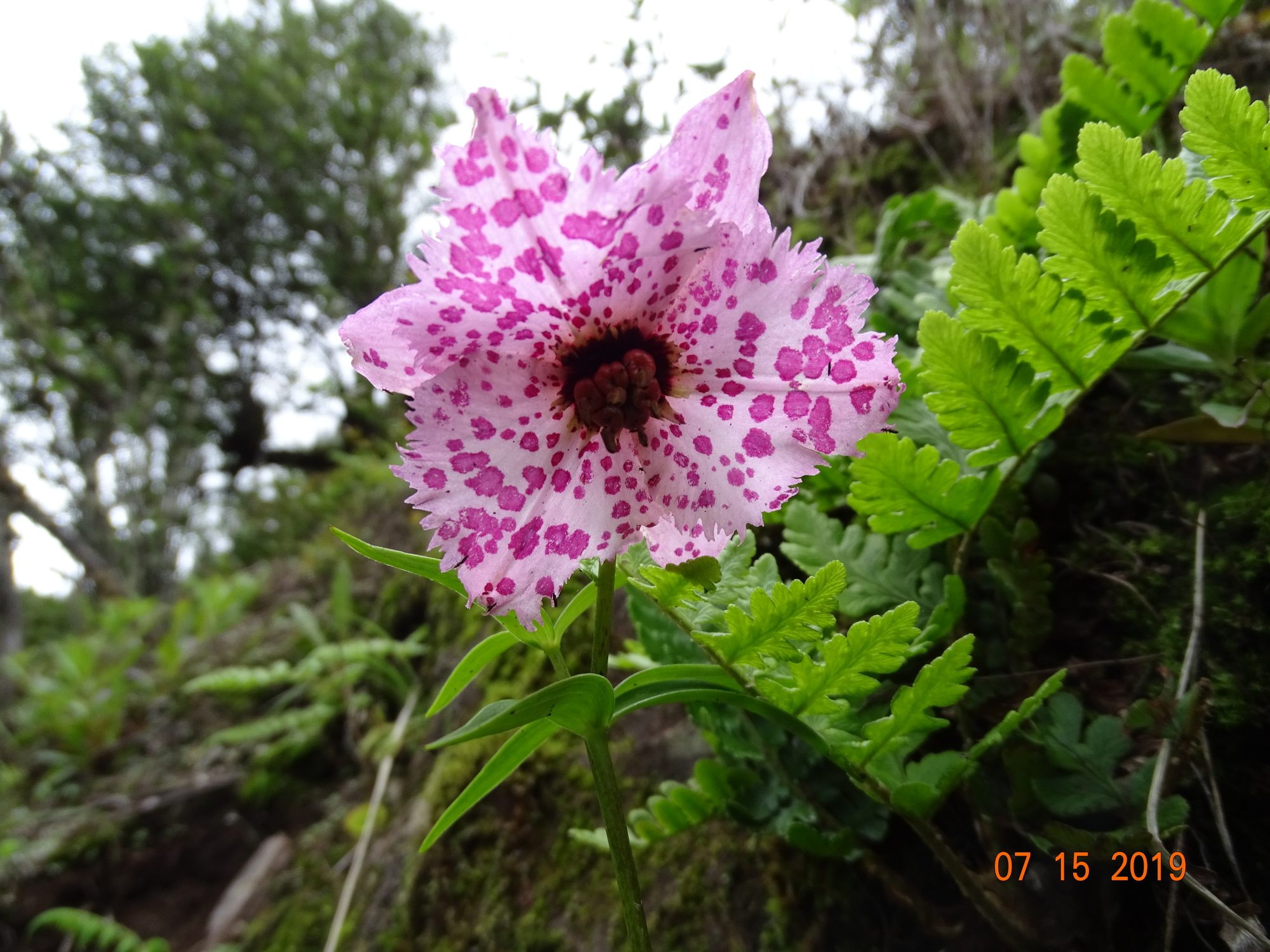 Rheum nobile