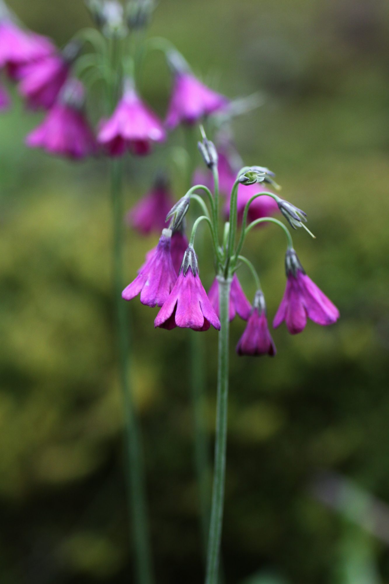 Fritillaria