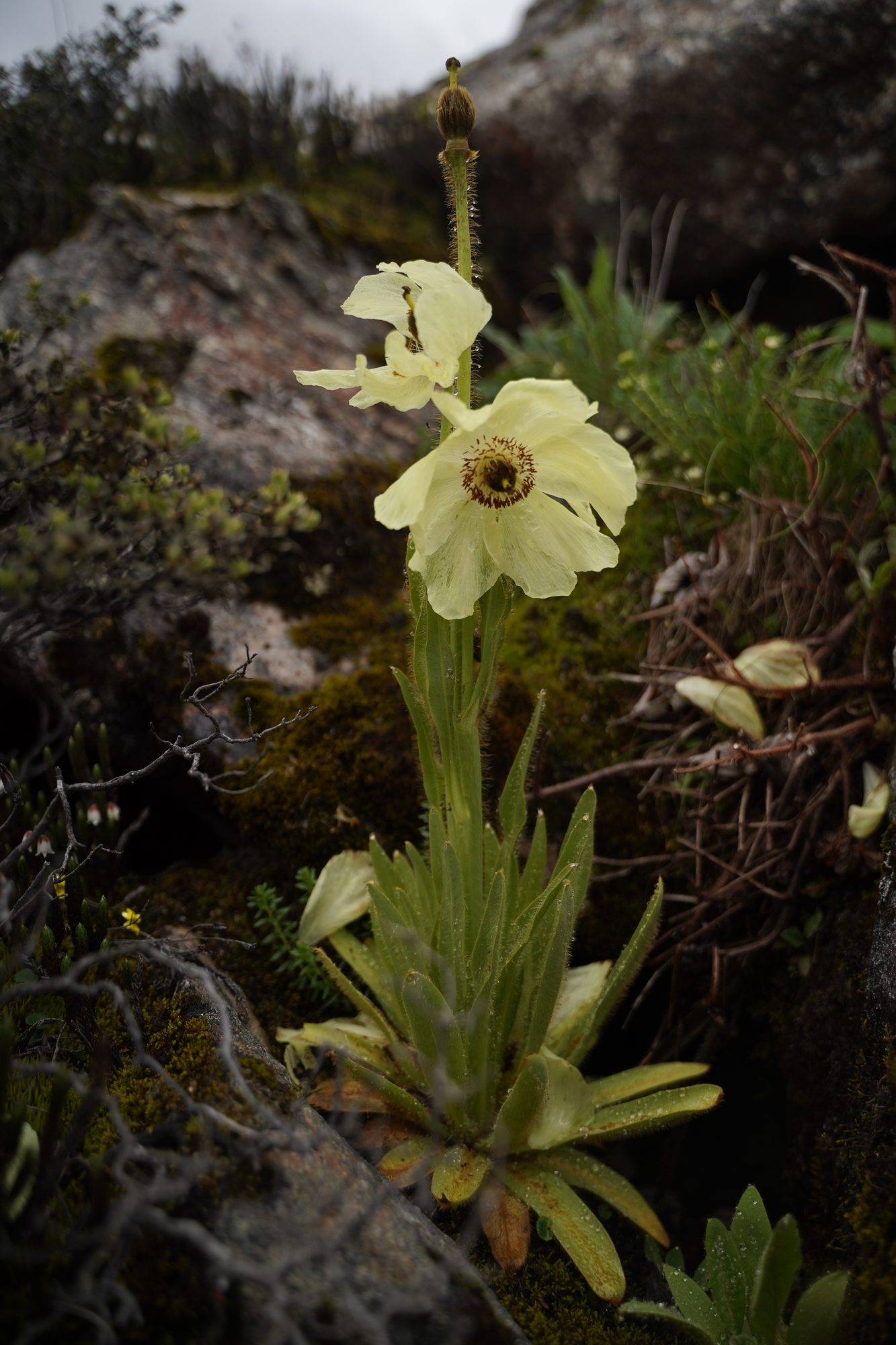 Cypripedium
