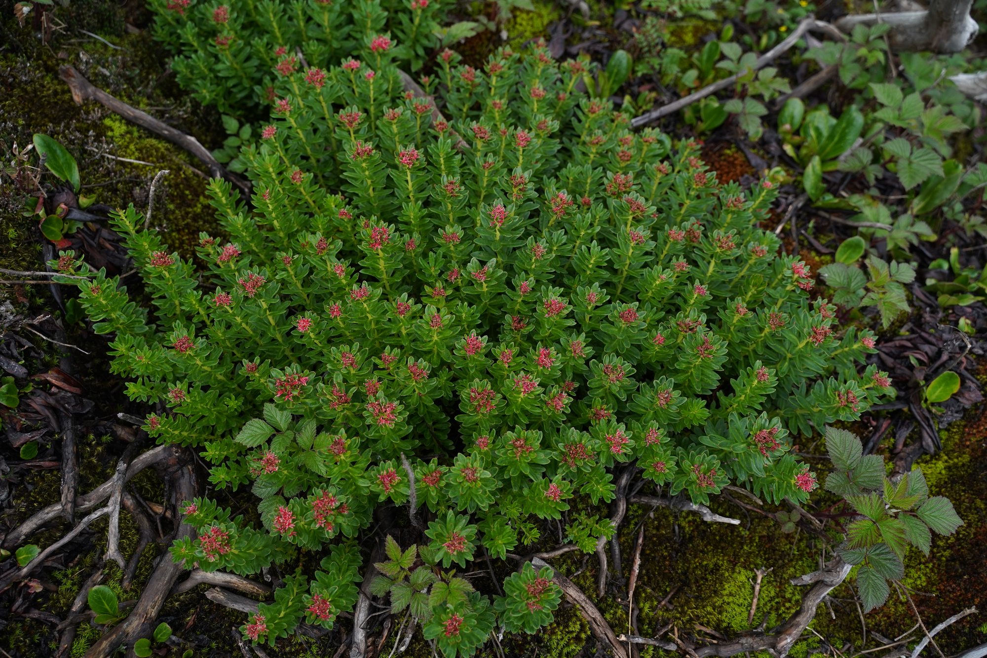 Habitat record