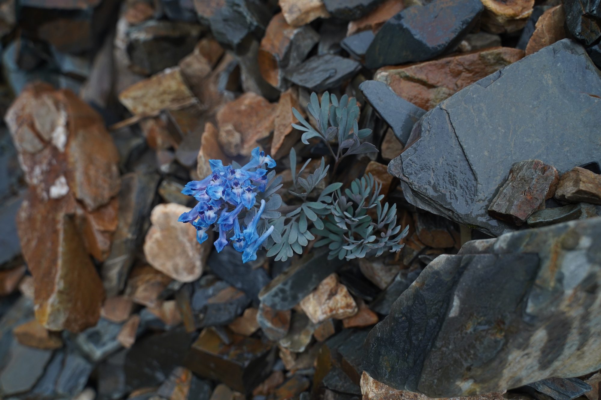 Habitat record