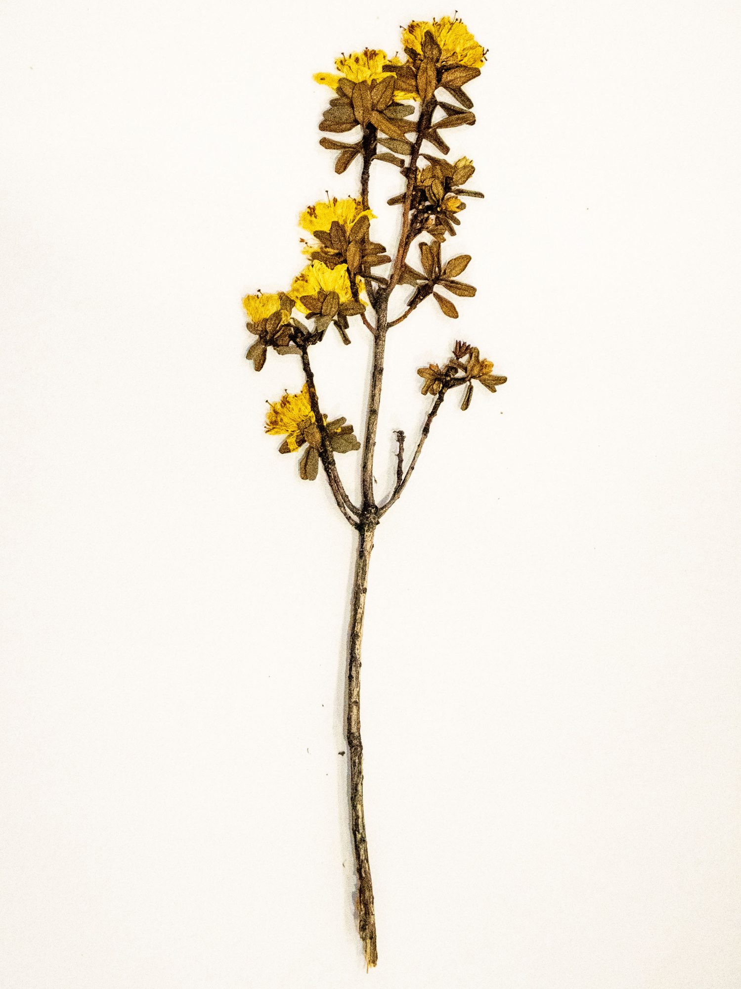 Herbarium sheet