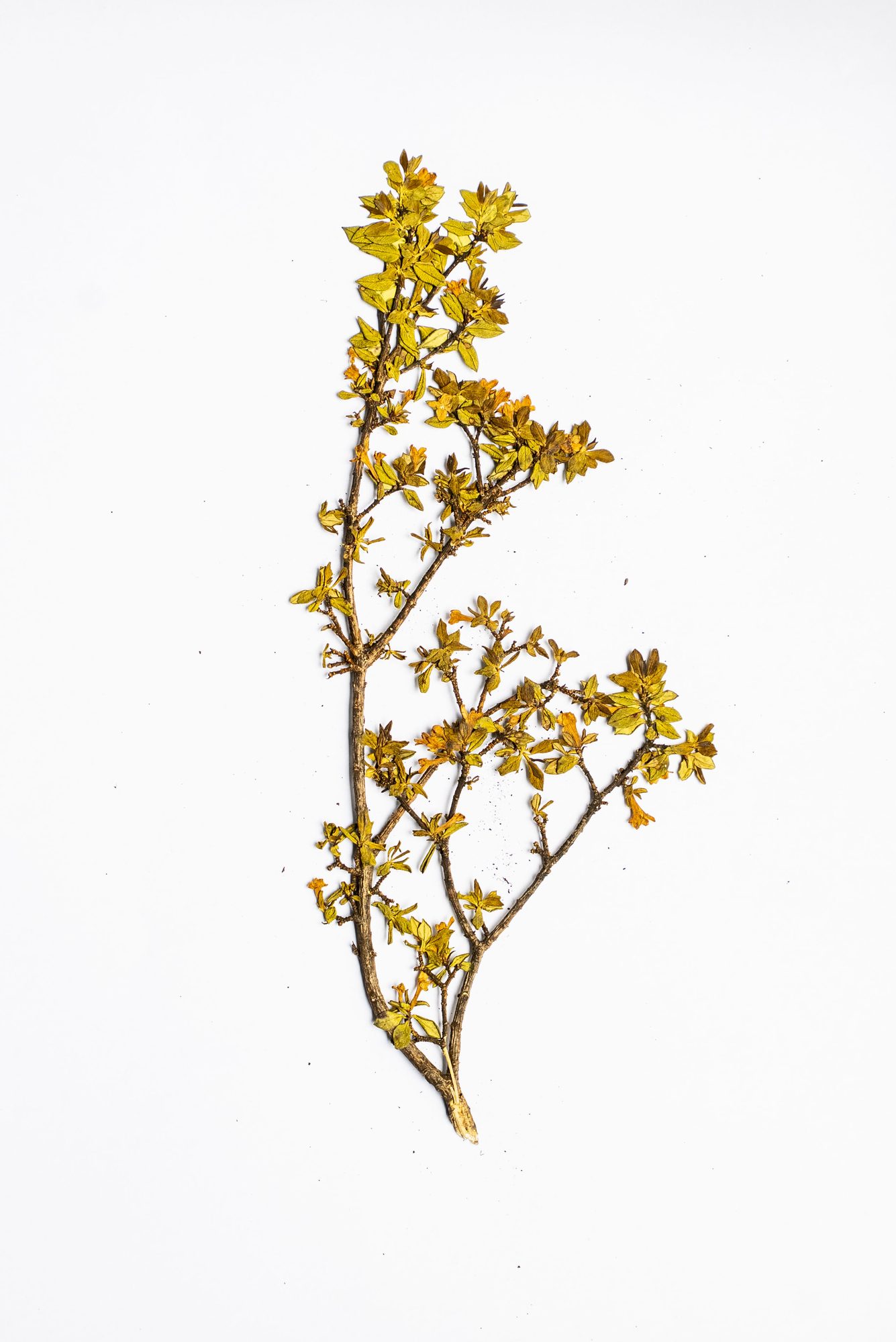 Herbarium sheet