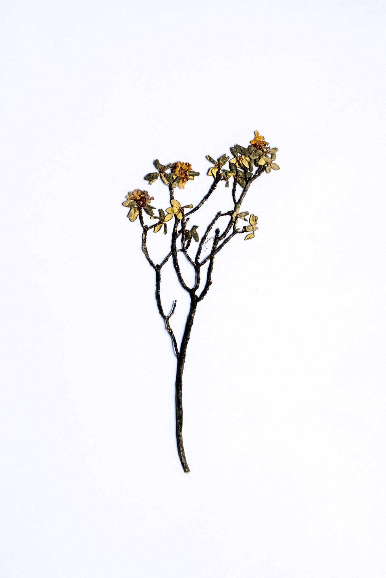 Herbarium sheet