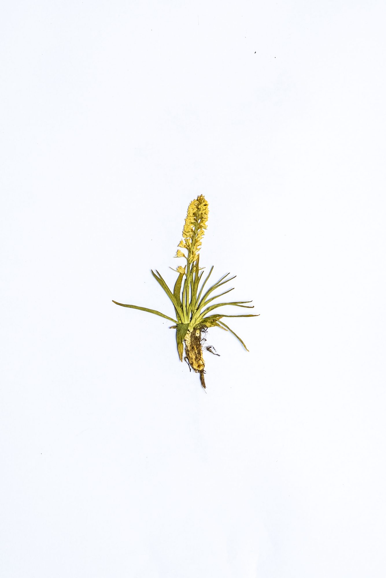 Herbarium sheet