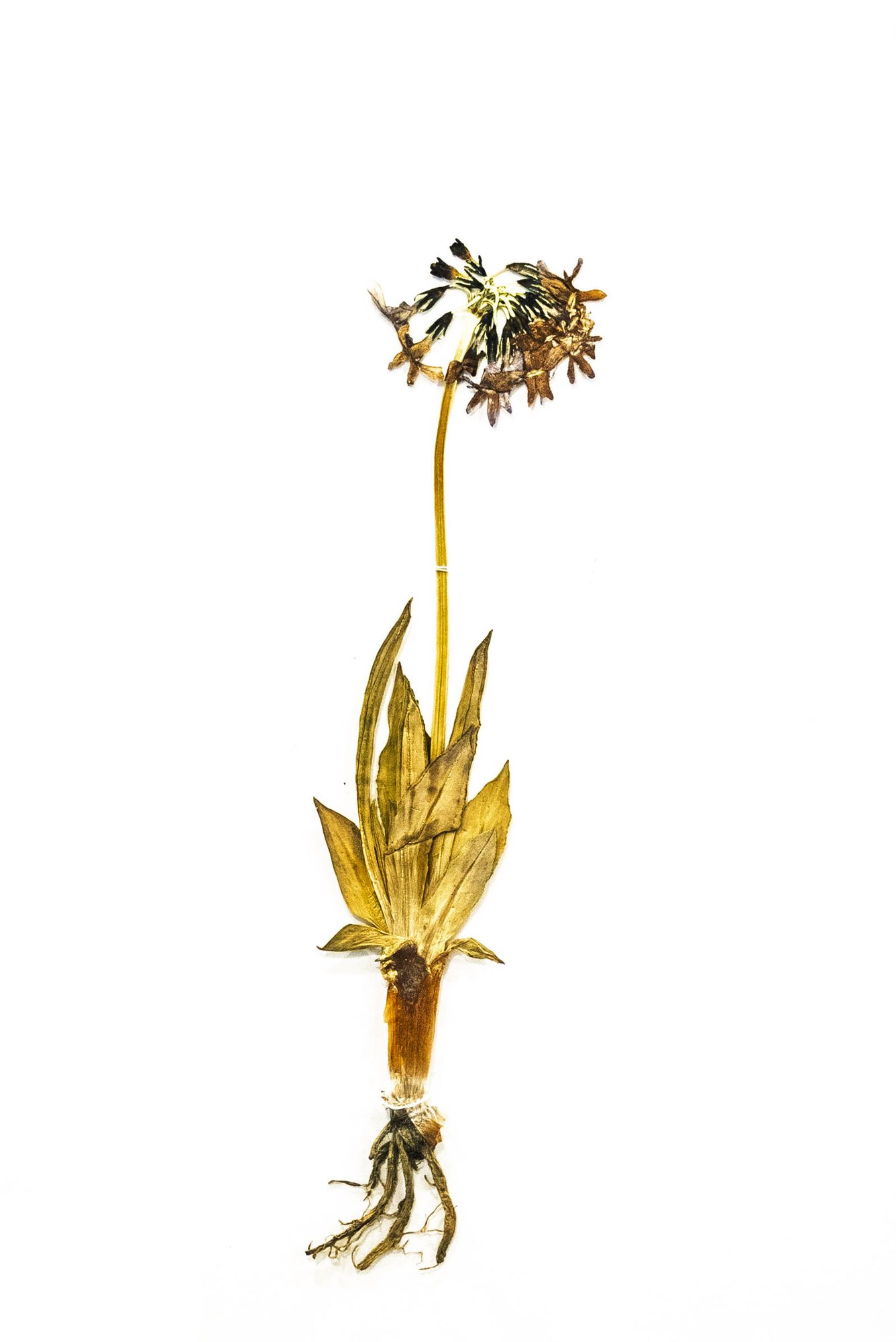 Herbarium sheet