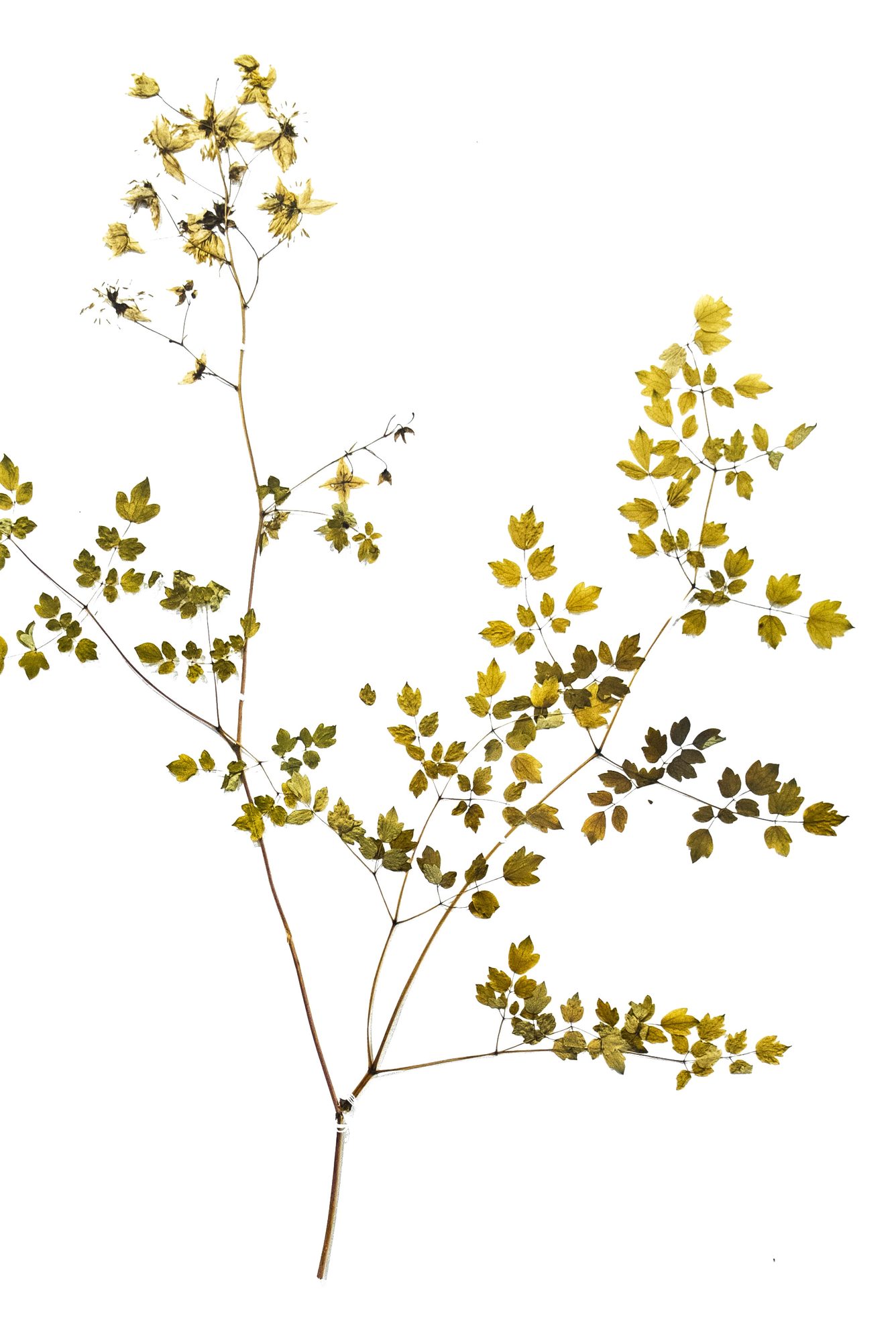 Herbarium sheet
