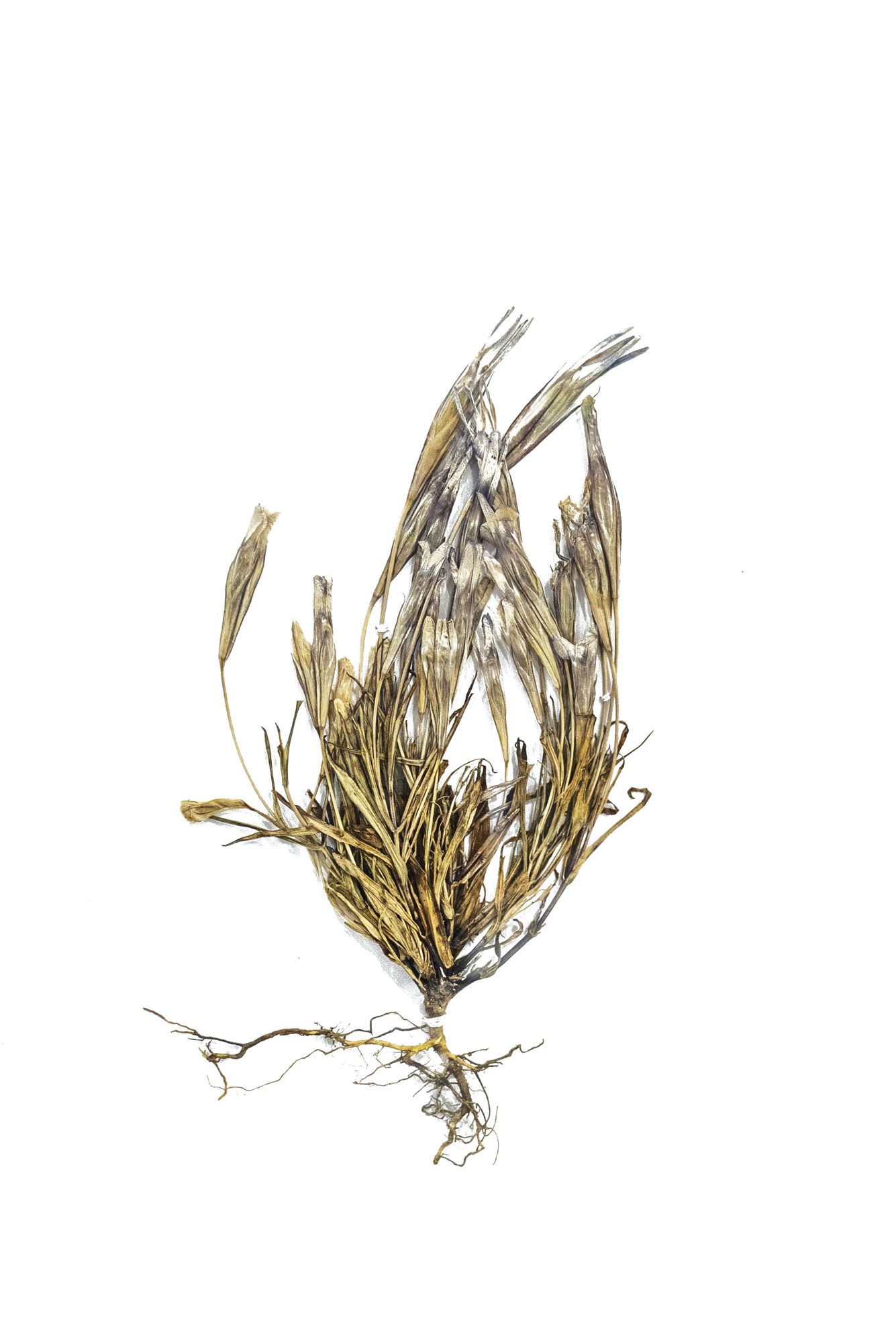 Herbarium sheet