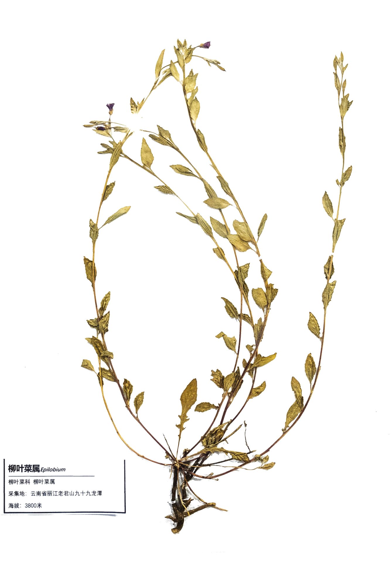 Habitat record