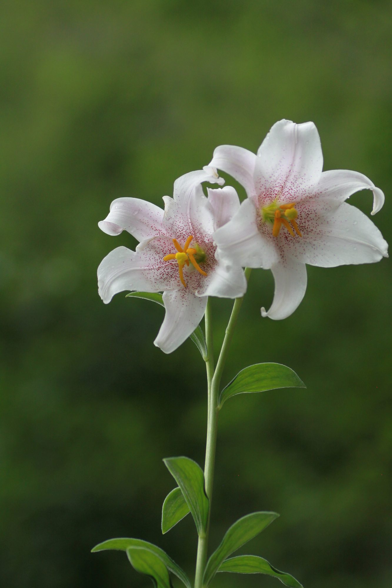 Habitat record