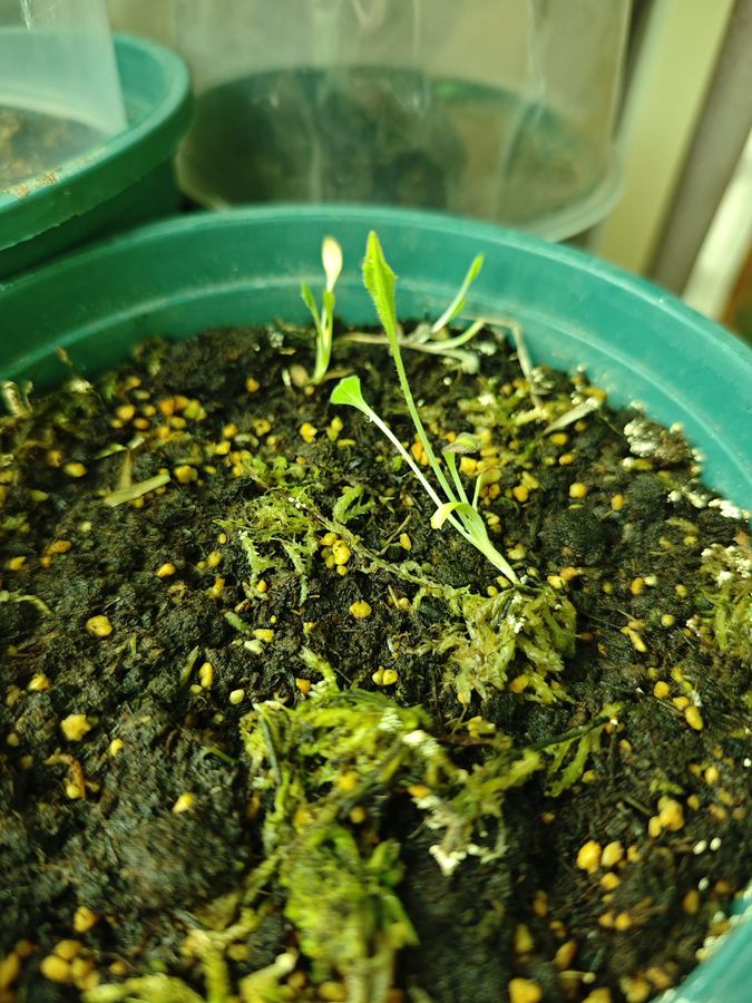 Laboratory cultivation, seed to seedling