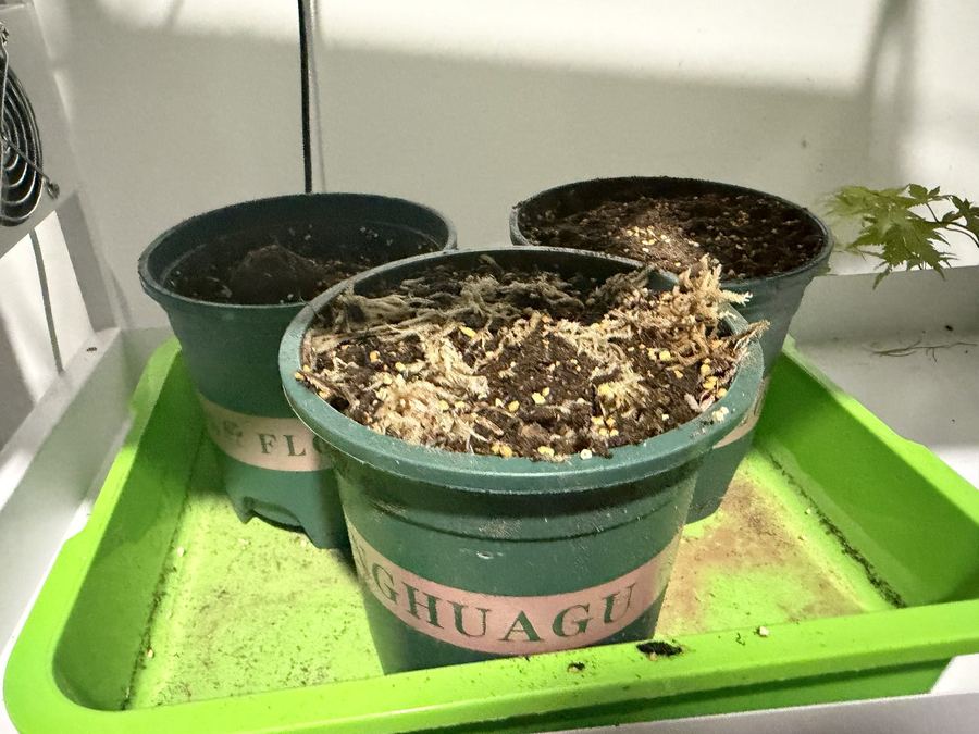 Laboratory cultivation, seed to seedling