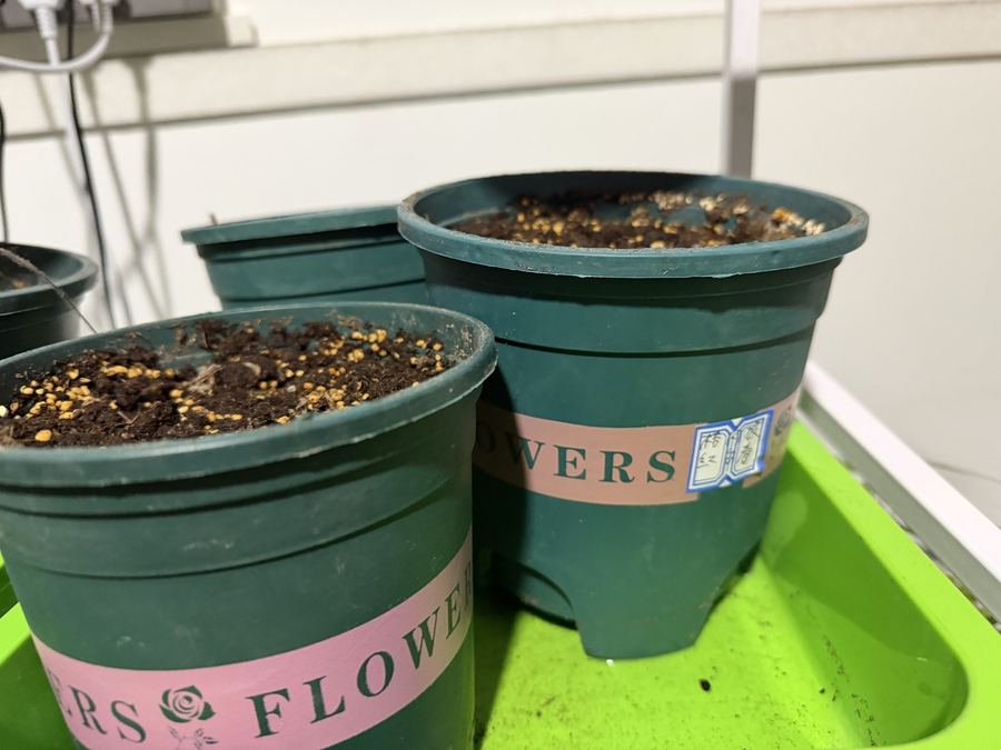 Laboratory cultivation, seed to seedling