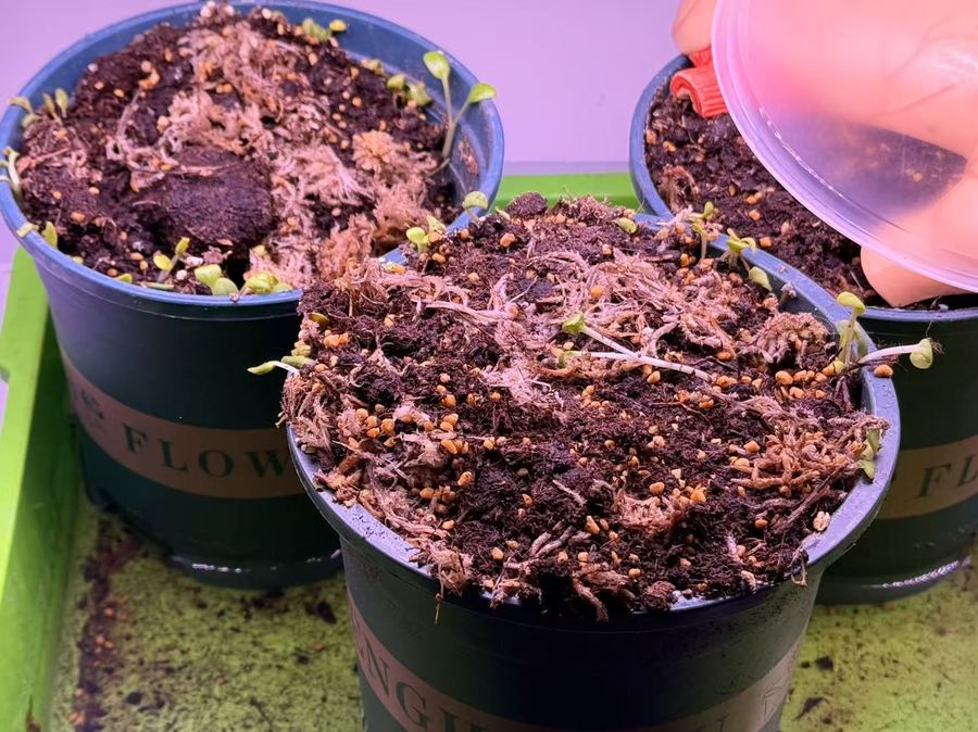 Laboratory cultivation, seed to seedling