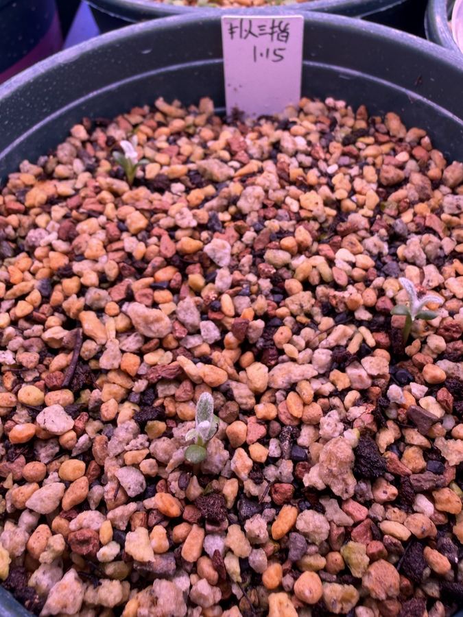 Laboratory cultivation, seed to seedling