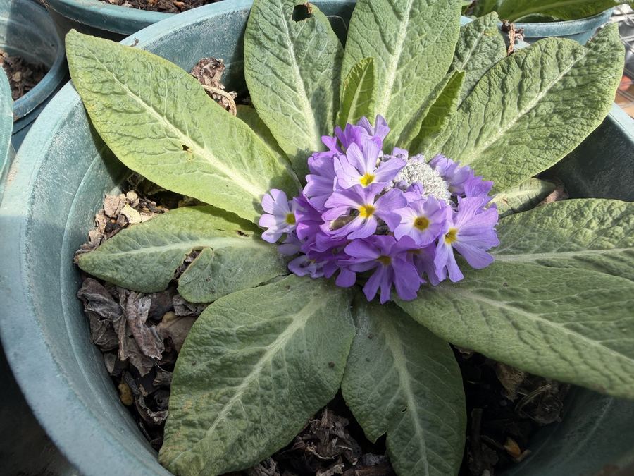 Laboratory cultivation, seed to seedling