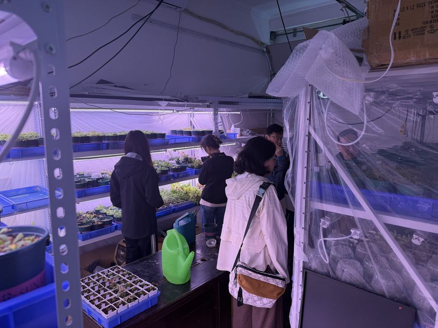 Nursery cultivation in the greenhouse
