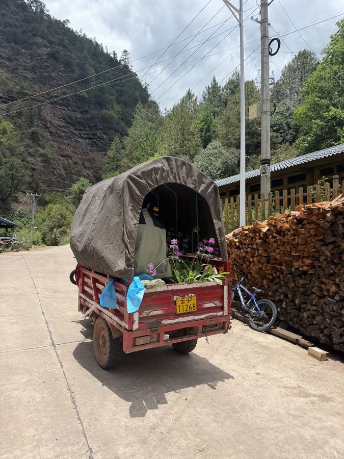 Seedlings returned to the garden at Liju