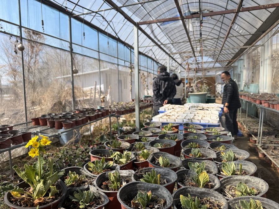 Seedlings returned to the garden at Liju