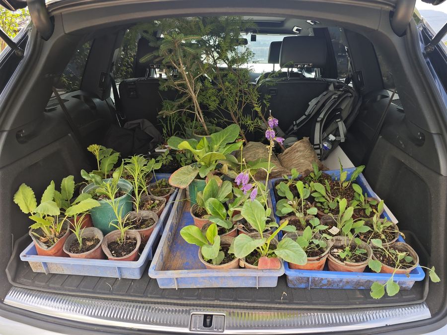 Seedlings returned to the garden at Liju