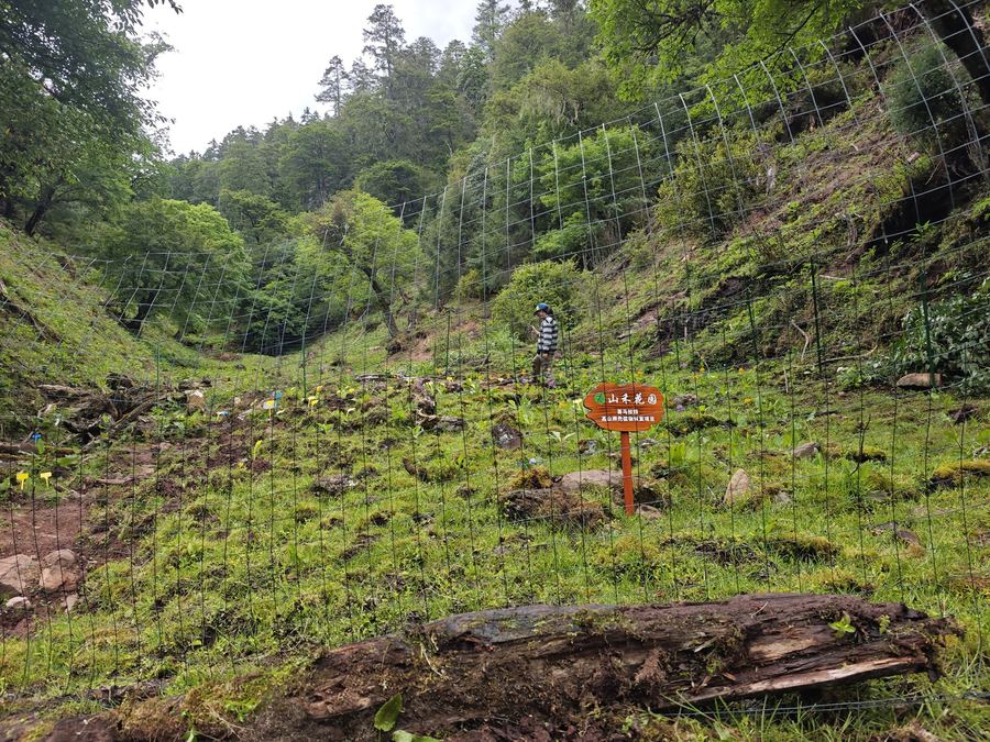 Seedlings returned to the garden at Liju