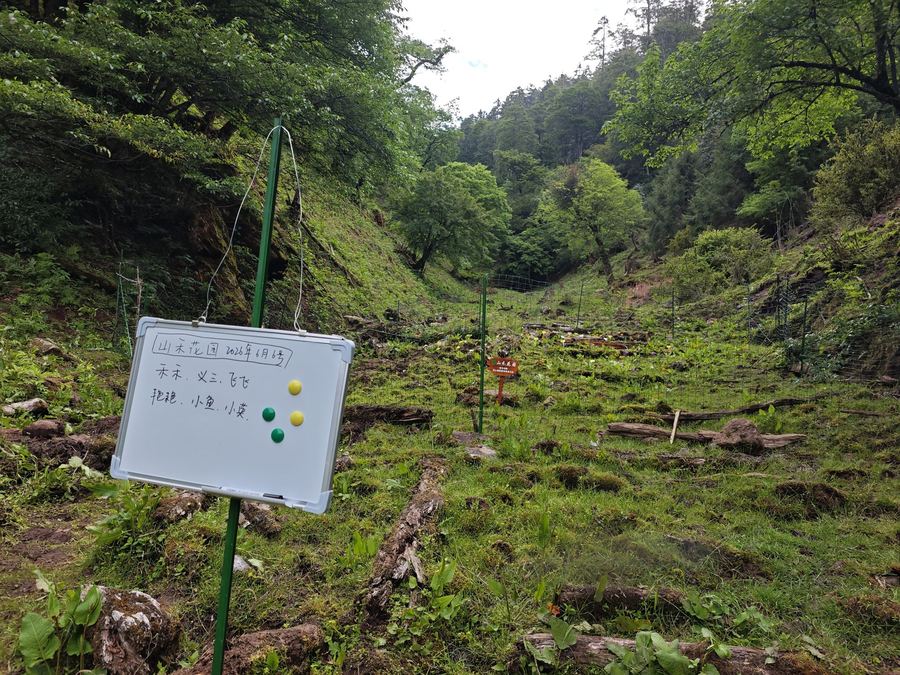 Seedlings returned to the garden at Liju